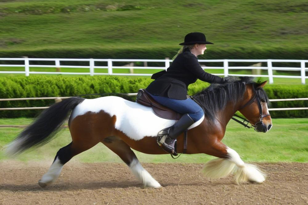 dressage-and-western-riding-with-shetland-ponies