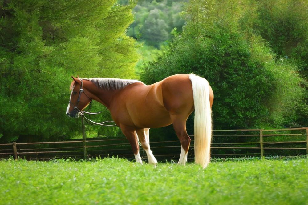 feeding-horses-alfalfa-pros-and-cons