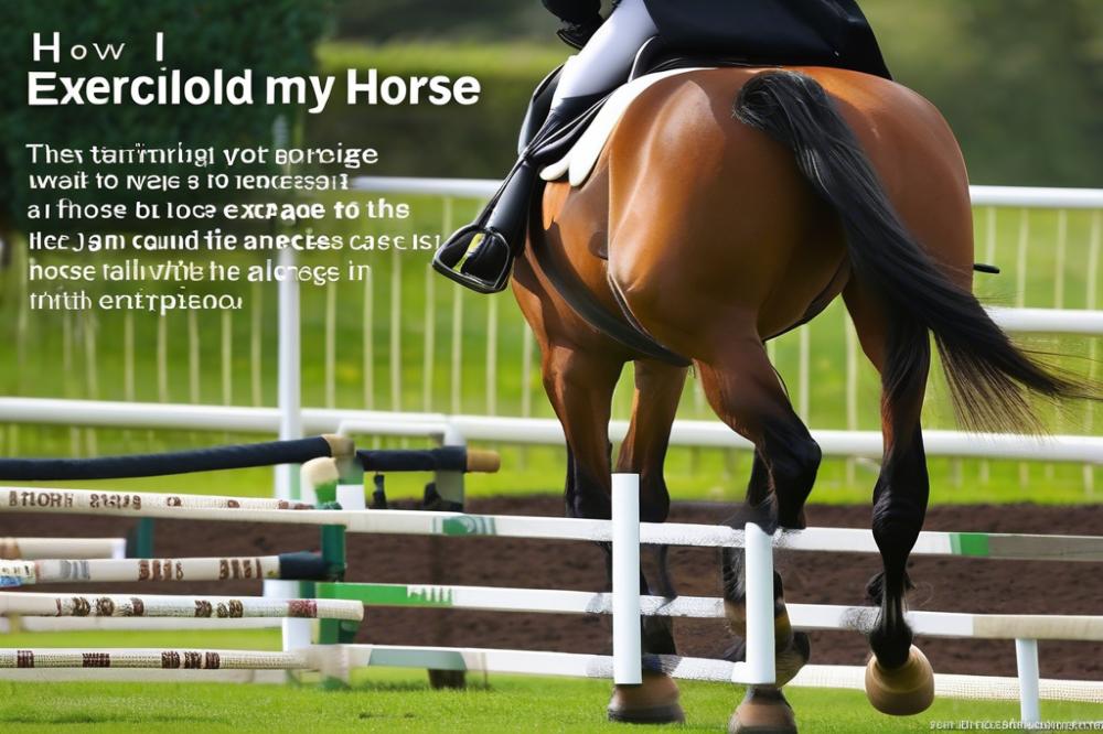 how-much-should-i-exercise-my-horse