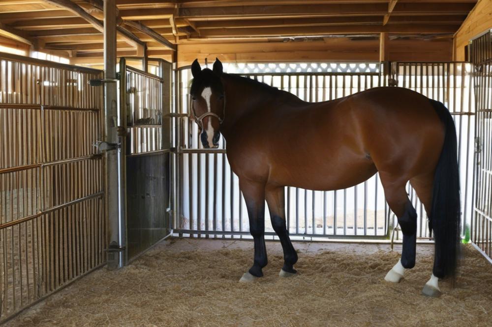 how-often-to-clean-an-occupied-horse-stall