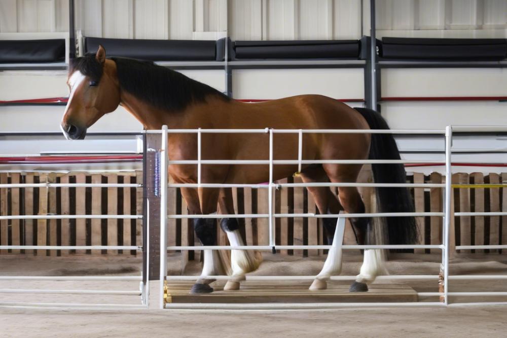 how-to-weigh-a-horse