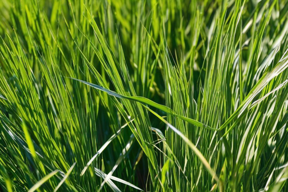 rye-grass-hay-for-horses